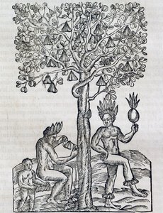 Nana meyvesi, tropikal şifalı bitki, Universal Cosmology