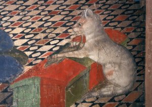 Atri, katedral, kedi / A.Delitio by Andrea Delitio