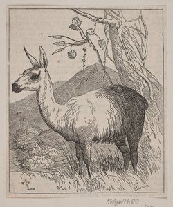 MA