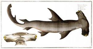 Çekiç Kafalı Köpek Balığı (Denge Balığı), Black tarafından yayınlandı, c.1790 (baskı)