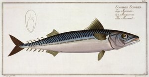 Marcus Elieser Bloch (1723-99), Gabriel Bodenehr (1673-1766), yayın by Andreas Ludwig Kruger