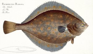 Plaice (Pleuronectes Platessa) plakası XLII, 'Ichthyology, veya balıkların genel ve özel doğal tarihi'nden, Marcus Elieser Bloch (1723-99), yayınlanmış c.1785-99