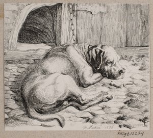 Uyuyan bir köpek