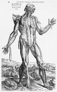 Anatomik Çalışma, Andreas Starr (1514-64) Basel tarafından 