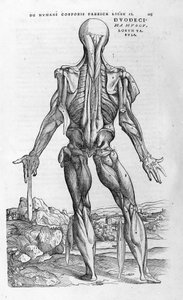 Andrea Vesalio (1514 - 1564), Charles V'nin doktoru