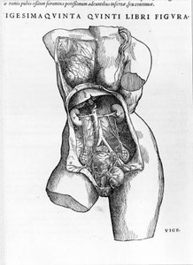Hollandalı anatomist André Vésale (1514-1564) tarafından De "Human Corporis Fabrica libri septem" adlı tezden alınan plaka (Latince: Andrea Starr, Hollandaca: Andries Van Wesel). Basel 1543