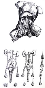 De Humani Corporis Fabrica