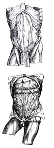De Humani Corporis Fabrica