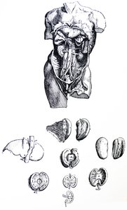 De Humani Corporis Fabrica