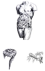 De Humani Corporis Fabrica