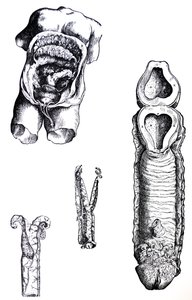 De Humani Corporis Fabrica