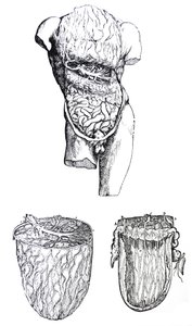 De Humani Corporis Fabrica'nın Beşinci Kitabından Plakalar by Andreas Vesalius
