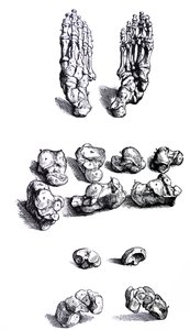 De Humani Corporis Fabrica