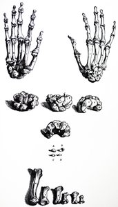 De Humani Corporis Fabrica