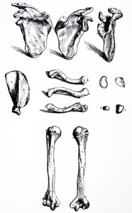 De Humani Corporis Fabrica