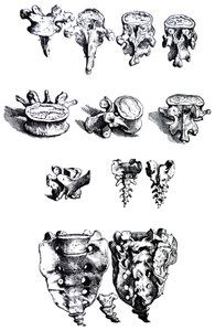 De Humani Corporis Fabrica