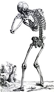 De Humani Corporis Fabrica
