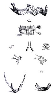 De Humani Corporis Fabrica