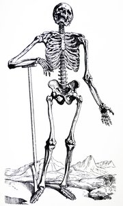 De Humani Corporis Fabrica