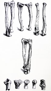 De Humani Corporis Fabrica