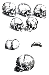 Andreas Vesalius