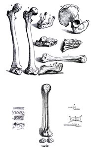 Andreas Vesalius
