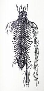 De Humani Corporis Fabrica