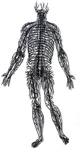 De Humani Corporis Fabrica