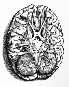 De Humani Corporis Fabrica