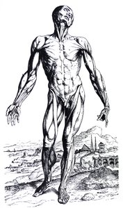De Humani Corporis Fabrica'nın İkinci Kitabından Plakalar by Andreas Vesalius