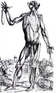 De Humani Corporis Fabrica'nın İkinci Kitabından Plakalar by Andreas Vesalius
