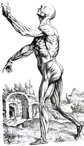 De Humani Corporis Fabrica