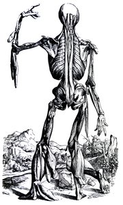 De Humani Corporis Fabrica