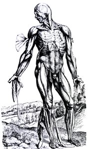 De Humani Corporis Fabrica
