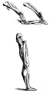 De Humani Corporis Fabrica