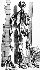 De Humani Corporis Fabrica
