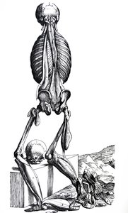 De Humani Corporis Fabrica