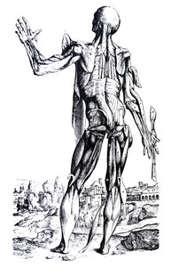 De Humani Corporis Fabrica
