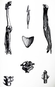 De Humani Corporis Fabrica