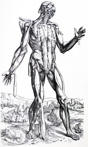 De Humani Corporis Fabrica