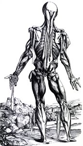 De Humani Corporis Fabrica