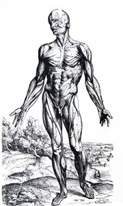 De Humani Corporis Fabrica