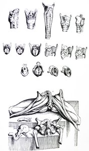 De Humani Corporis Fabrica