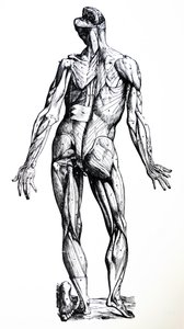 De Humani Corporis Fabrica'nın Yedinci Kitabından Plakalar by Andreas Vesalius