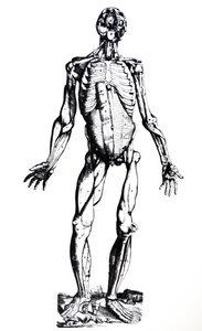 De Humani Corporis Fabrica