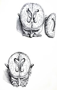 De Humani Corporis Fabrica