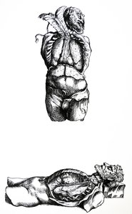 De Humani Corporis Fabrica