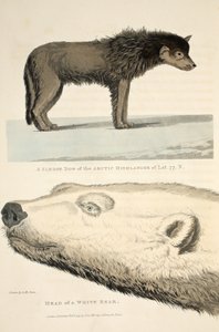 Arctic Highlander'ın Kızak Köpeği ve Beyaz Ayı Başı, 'Bir Keşif Yolculuğu'ndan bir çizim, 1819 by Andrew Motz Skene