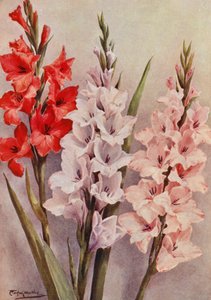Bir grup Modern Gladioli (renkli taş baskı) by Angelo Fairfax Muckley