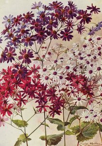 Star Cinerarias (renkli lito) by Angelo Fairfax Muckley